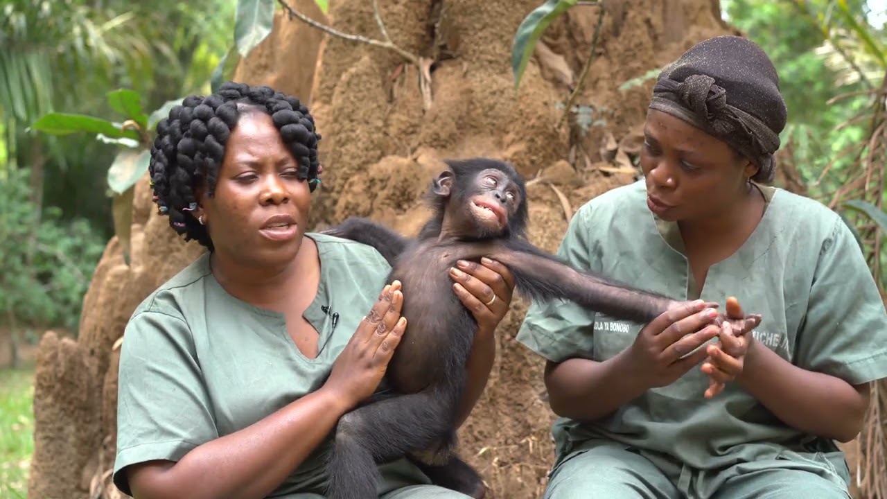 Baby Bonobo