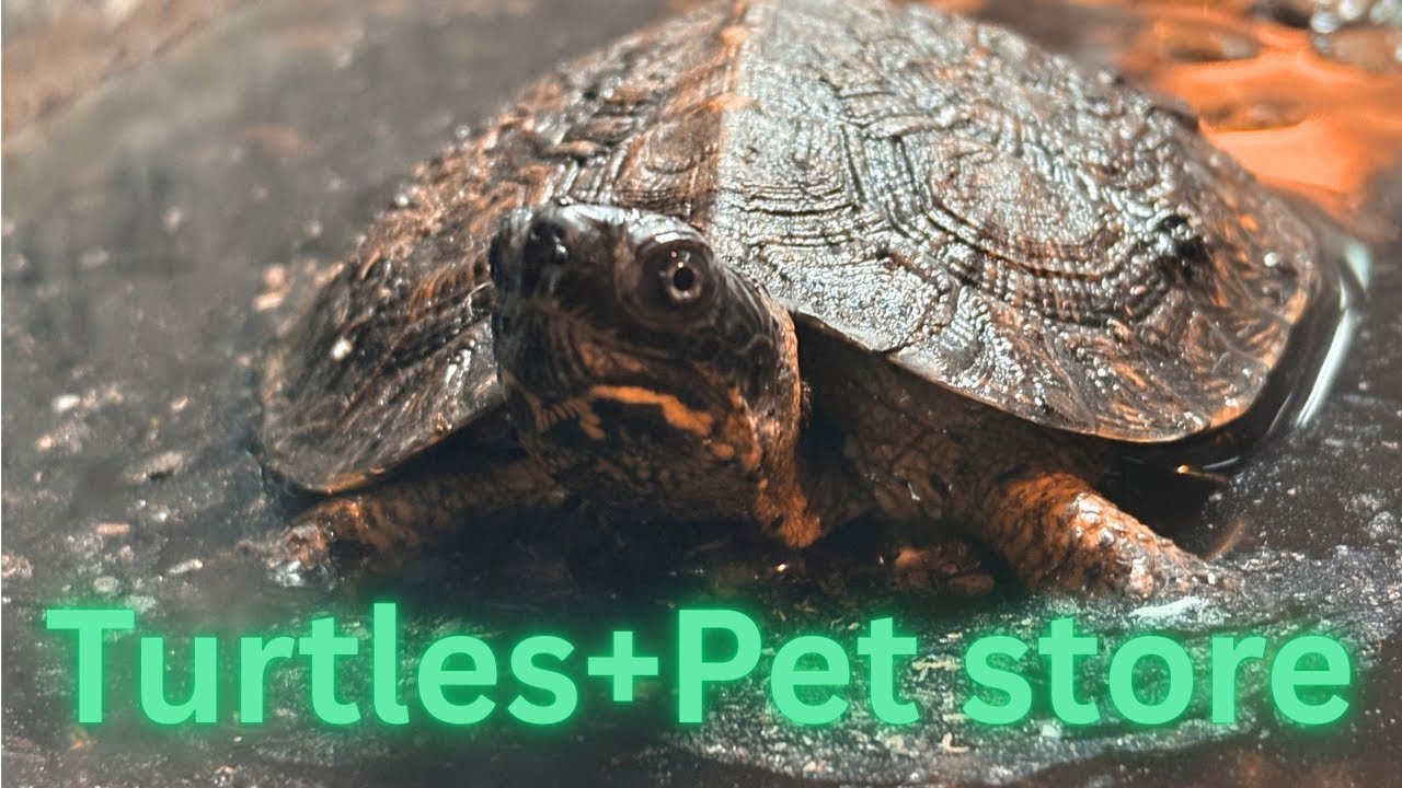 I got some CRAZY stuff from the pet store!