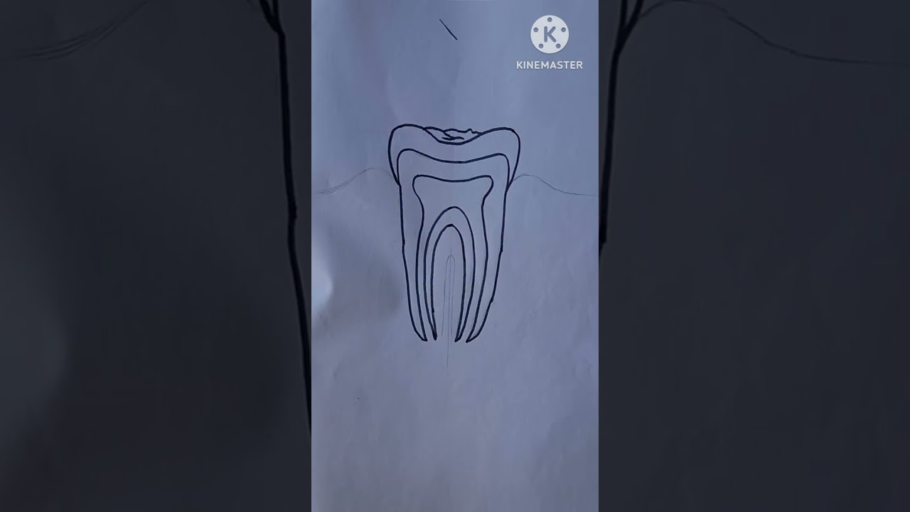 Human teeth Diagram in 1 minute #youtubeshorts #biology #shorts #shortvideo #art #drawing