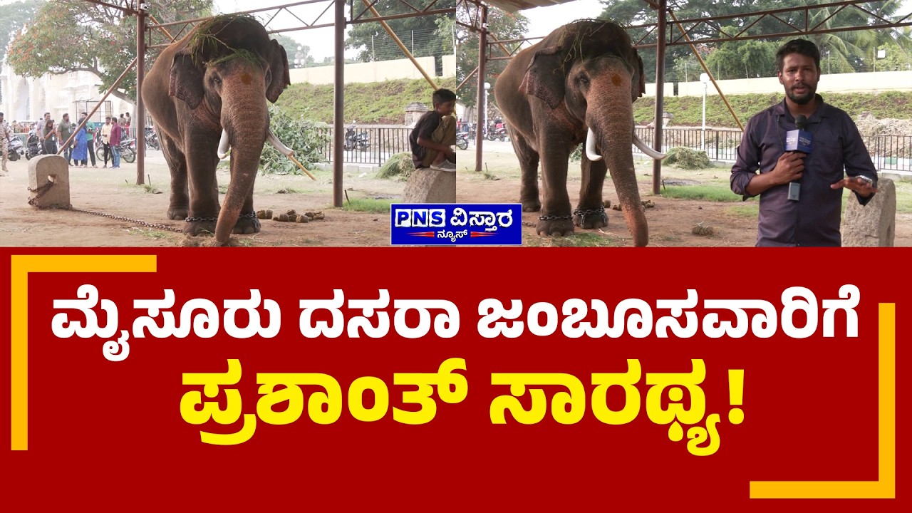 Prashantha Elephant; ಮೈಸೂರು ದಸರಾ ಜಂಬೂಸವಾರಿಗೆ ಪ್ರಶಾಂತ್ ಸಾರಥ್ಯ! | PNS Vistaara News