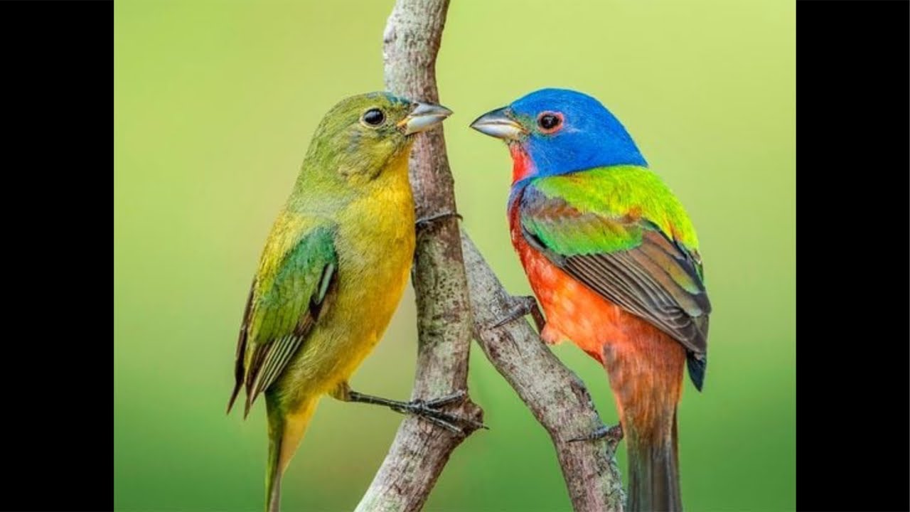 Live outside at the feeders #birds #nature #wildlife #animals #beautifulbird #outdoors #live