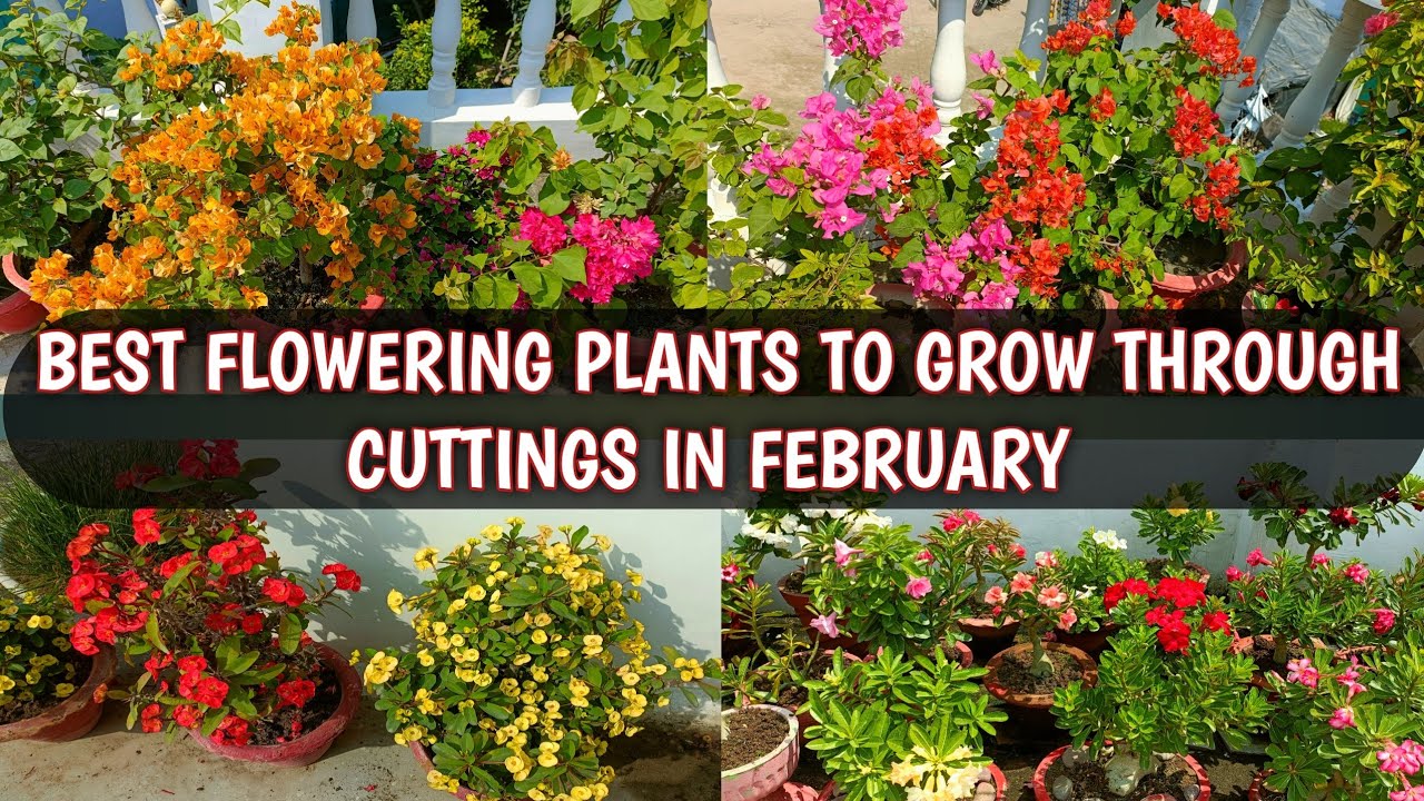 BEST FLOWERING PLANTS TO GROW THROUGH CUTTINGS IN FEBRUARY 🌸🌿 | PLANT PROPAGATION 🌸🌿