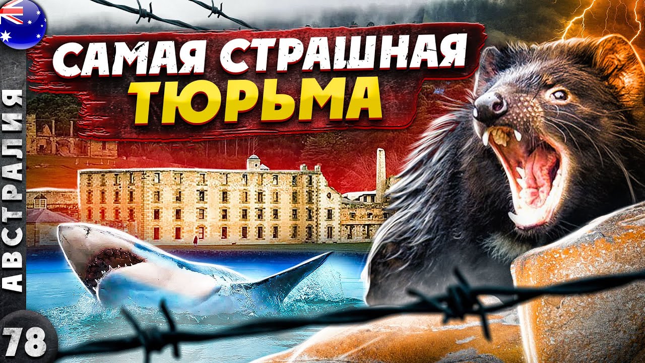 ТАСМАНИЯ | Печальное ПРОШЛОЕ и счастливое НАСТОЯЩЕЕ | Тасманский ДЬЯВОЛ