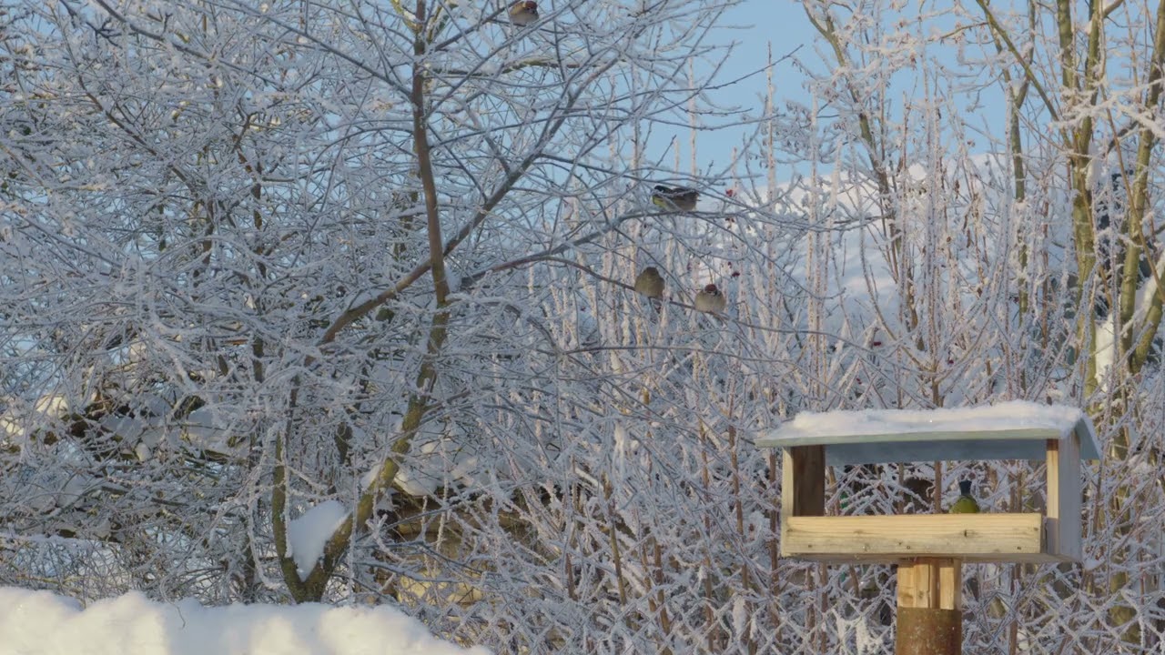 Birds in snow (very cold winter, Russia)