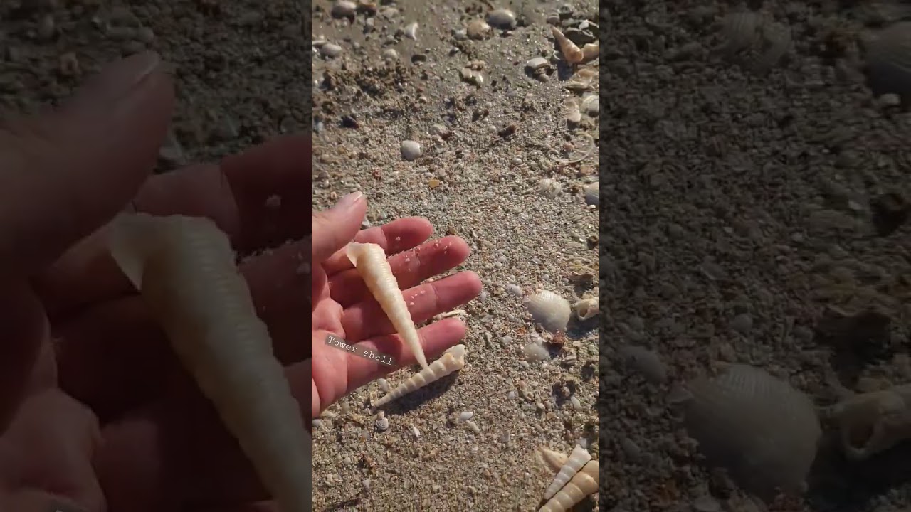 Tower shell aka Turritella communis. 🏝 #wrackline #shelling #beachcombing #seaofcortez #seashell 🤩