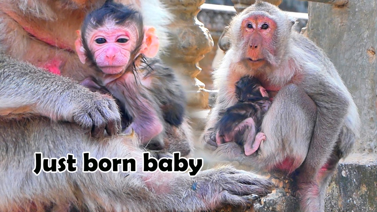 Congratulations!! Old mother monkey Arina just gave birth today (18.02.2026)
