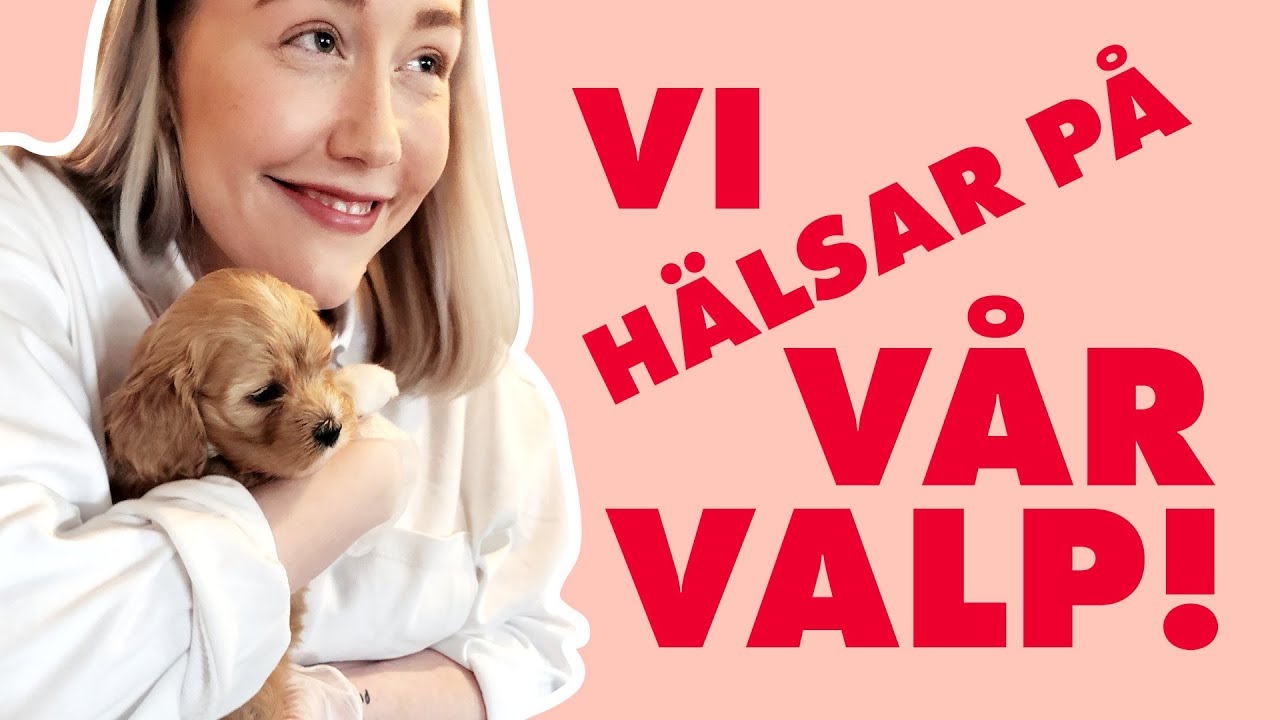 VI HÄLSAR PÅ VÅR VALP!