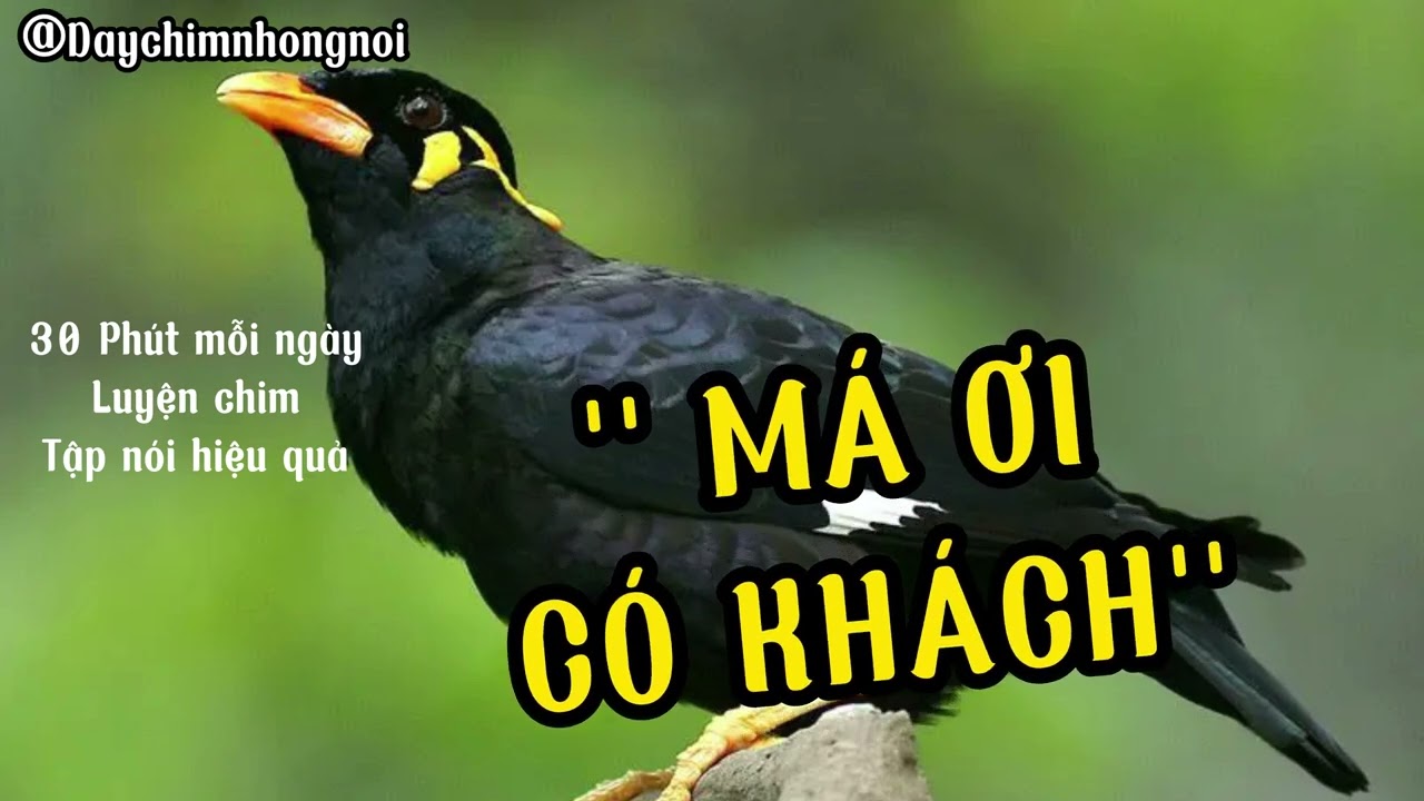 Dạy Chim Nhồng (Yểng) nói " MÁ ƠI CÓ KHÁCH ", Ngoài ra cũng dạy được cho chim Vẹt , Sáo, Cưỡng