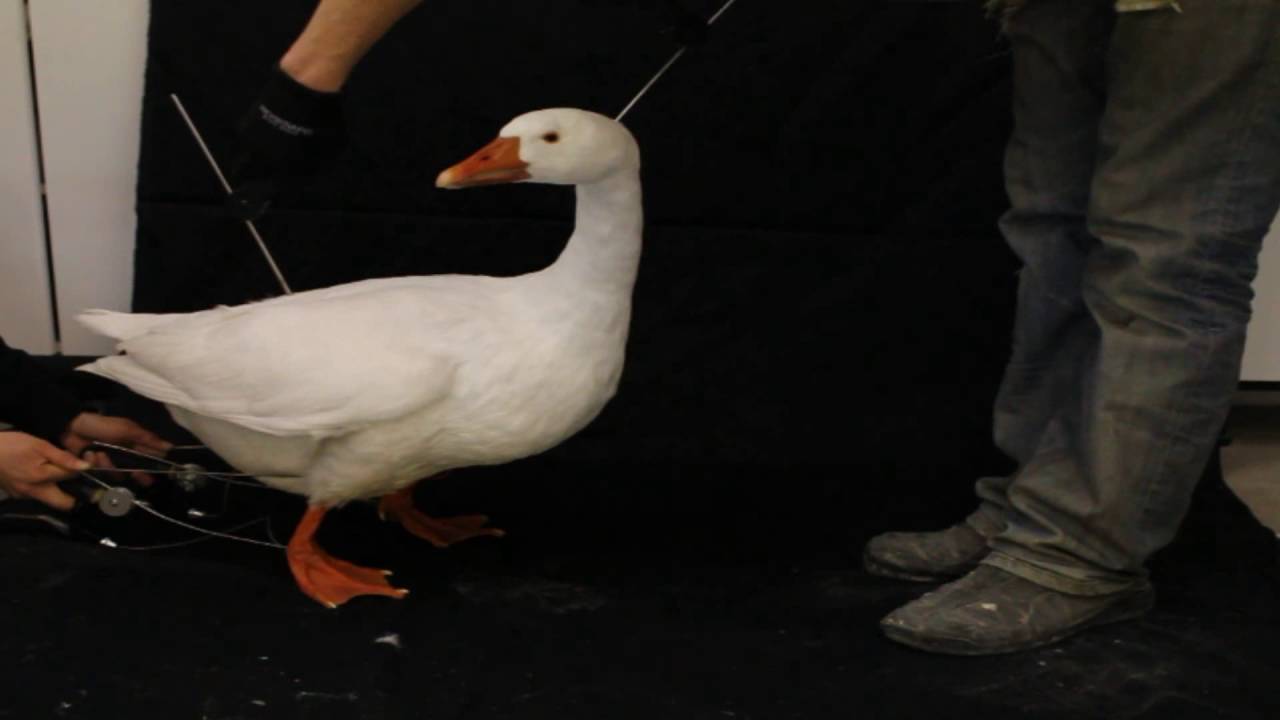 Goose animatronic test