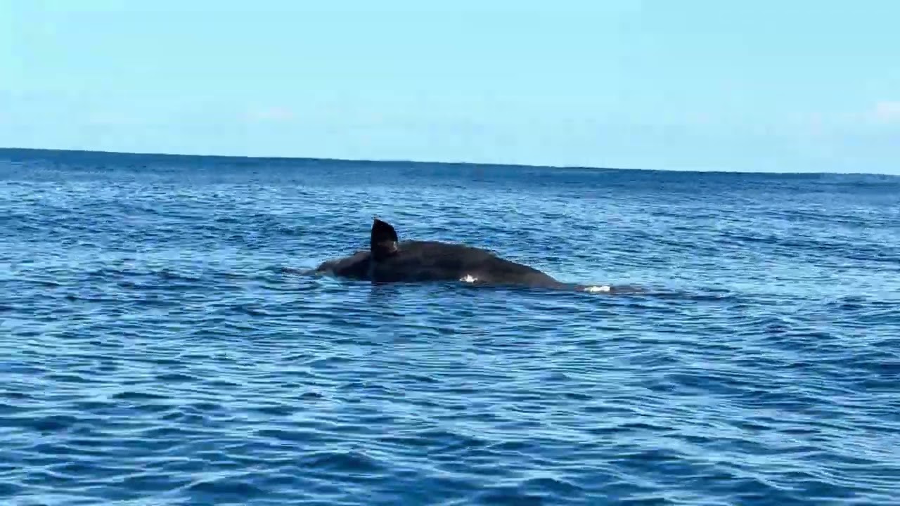 Baby whale passed next to us ; dead 🫶🥲. So sad 