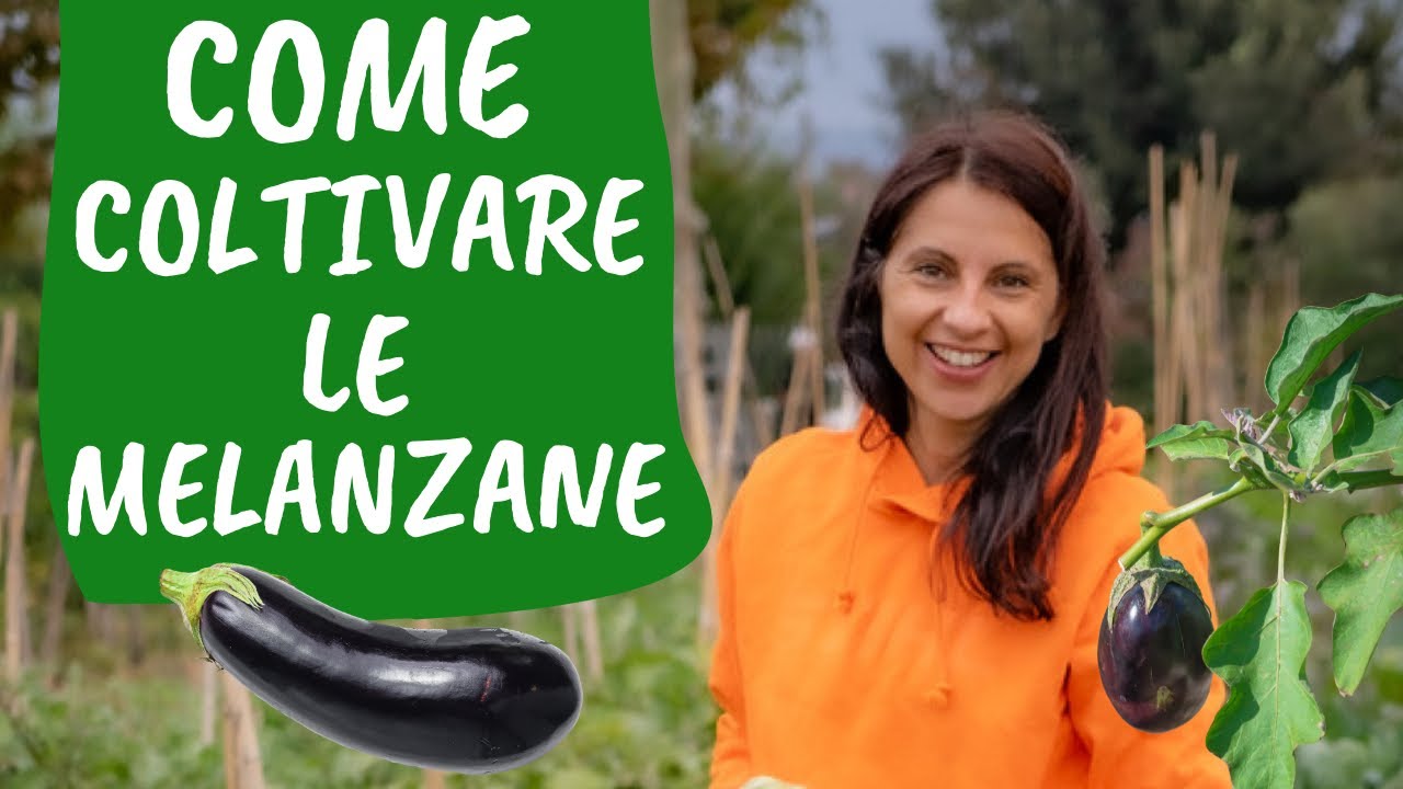 Come COLTIVARE MELANZANE nell'orto, dalla semina alla raccolta