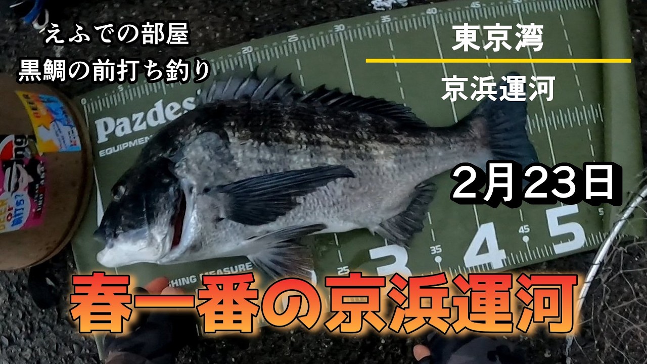 東京湾の前打ち：春一番の京浜運河