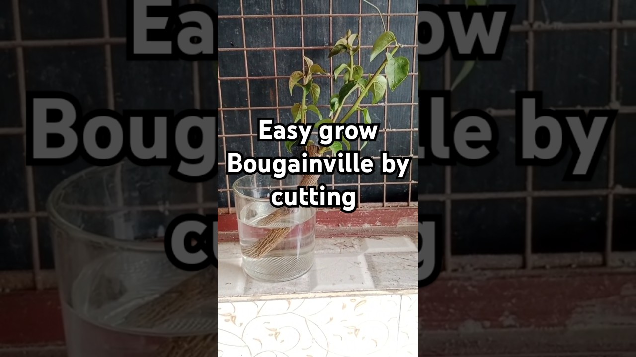 Bougainville cutting grow in water #bougainvillea #grow #easy #plant #video