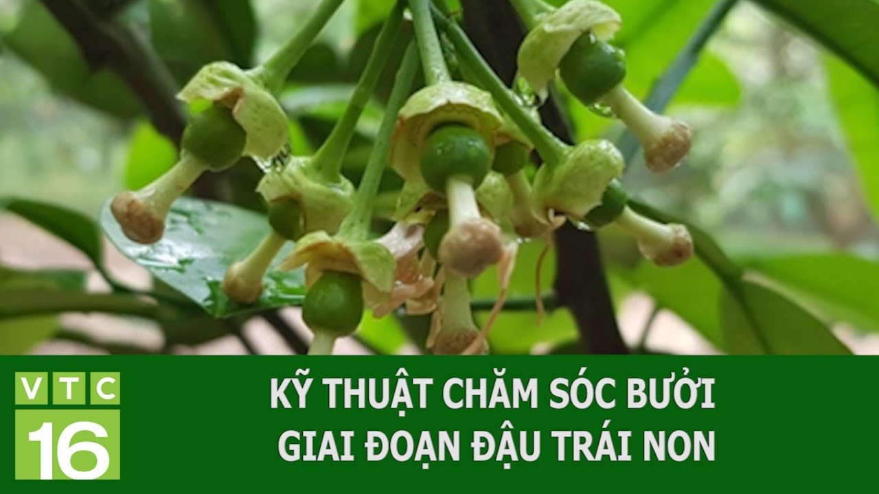 KỸ THUẬT CHĂM SÓC BƯỞI GIAI ĐOẠN ĐẬU TRÁI NON | VTC16