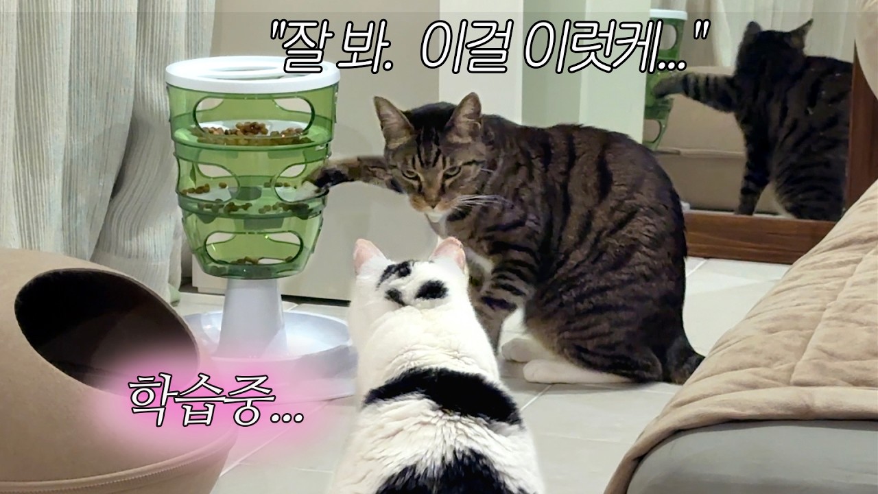 새 장난감 왕창 사줬을 때 고양이들 반응 🧩