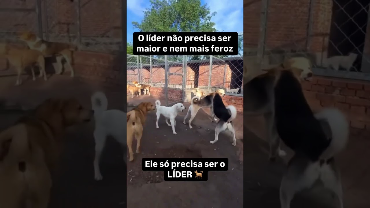 Em toda rua tem um cachorro lider dos cachorros.