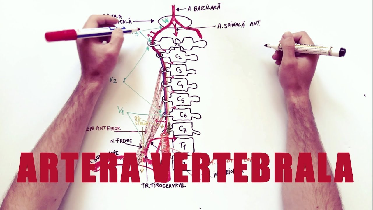 Artera VERTEBRALĂ