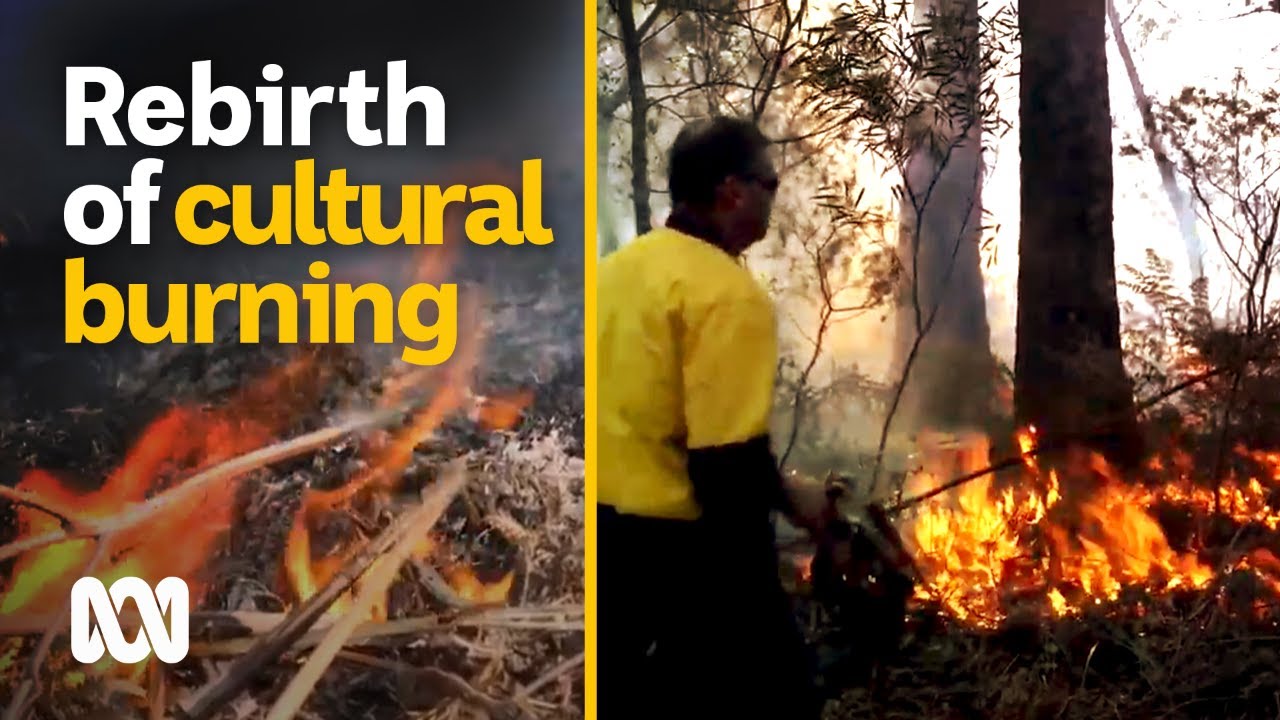 Rebirth of cultural burning in the Bega Valley | 2020 Black summer bushfires | ABC Australia