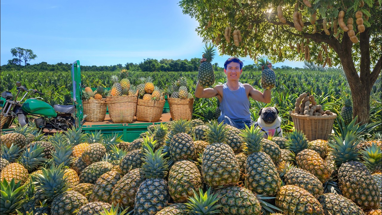 CEO Quits His High-Paying Job to Grow Pineapples and Tamarind on the Mountain for a Living