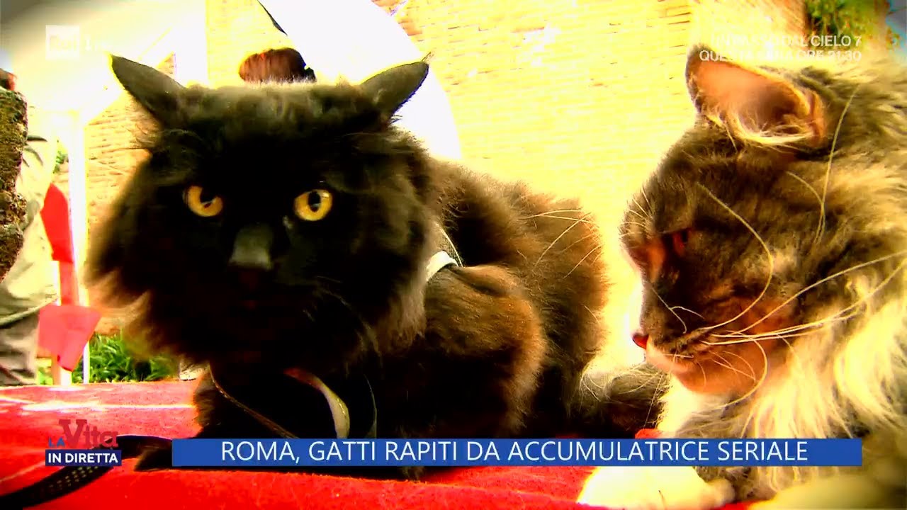 Incontro con la rapitrice di gatti - La Vita in Diretta 04/05/2023