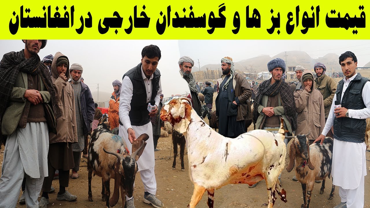 قیمت انواع بزهای خارجی وطنی  در این روز زمستانی درگنج میمنه