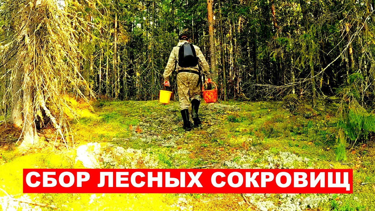 Грибник зашел в БРУСНИЧНИК и ОБАЛДЕЛ! Один в ЛЕСУ такого НЕ ОЖИДАЛ! Грибы и Ягоды Сказочная Карелия