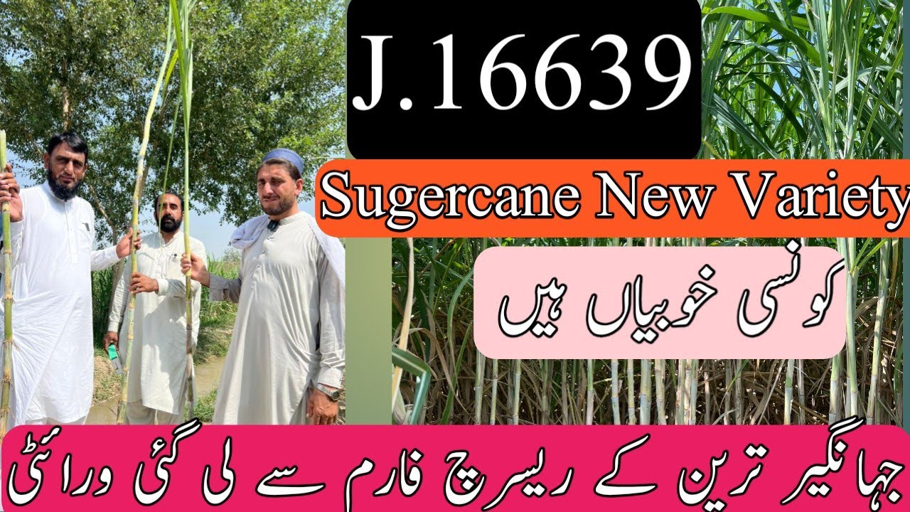 New sugercane variety j.16639 review .
