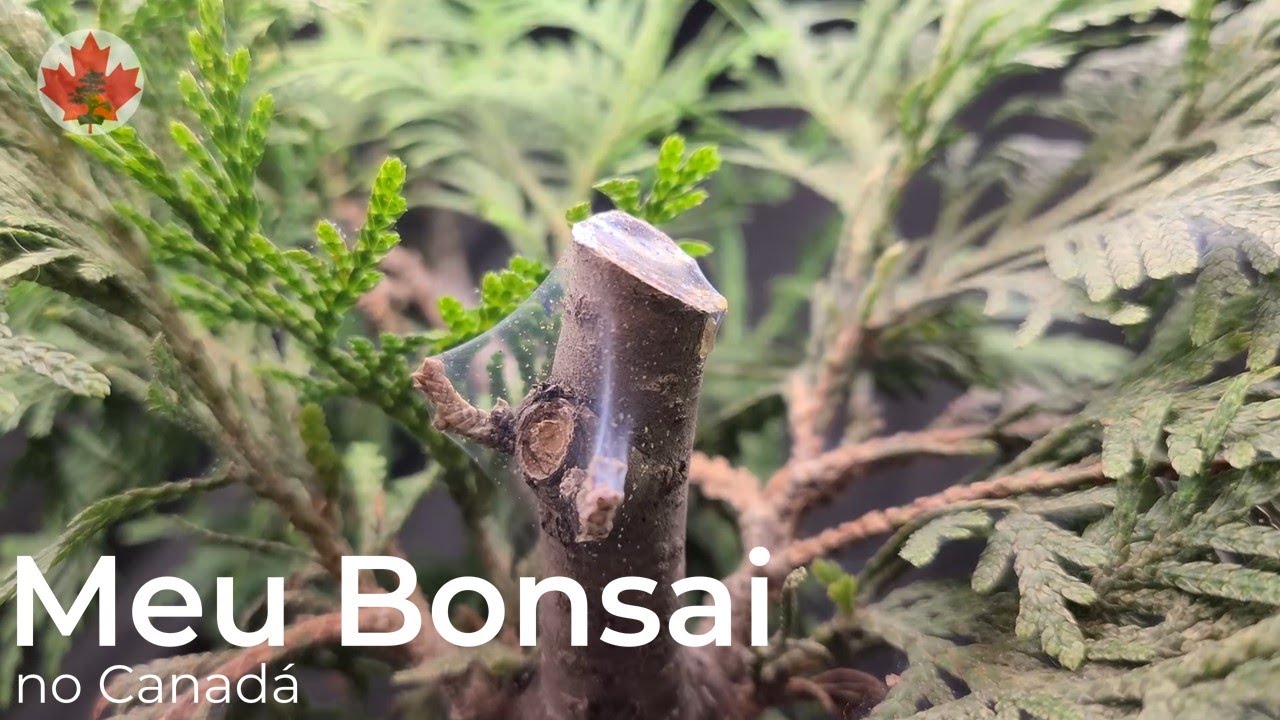 Combatendo Ácaros no Bonsai, Abril 2022