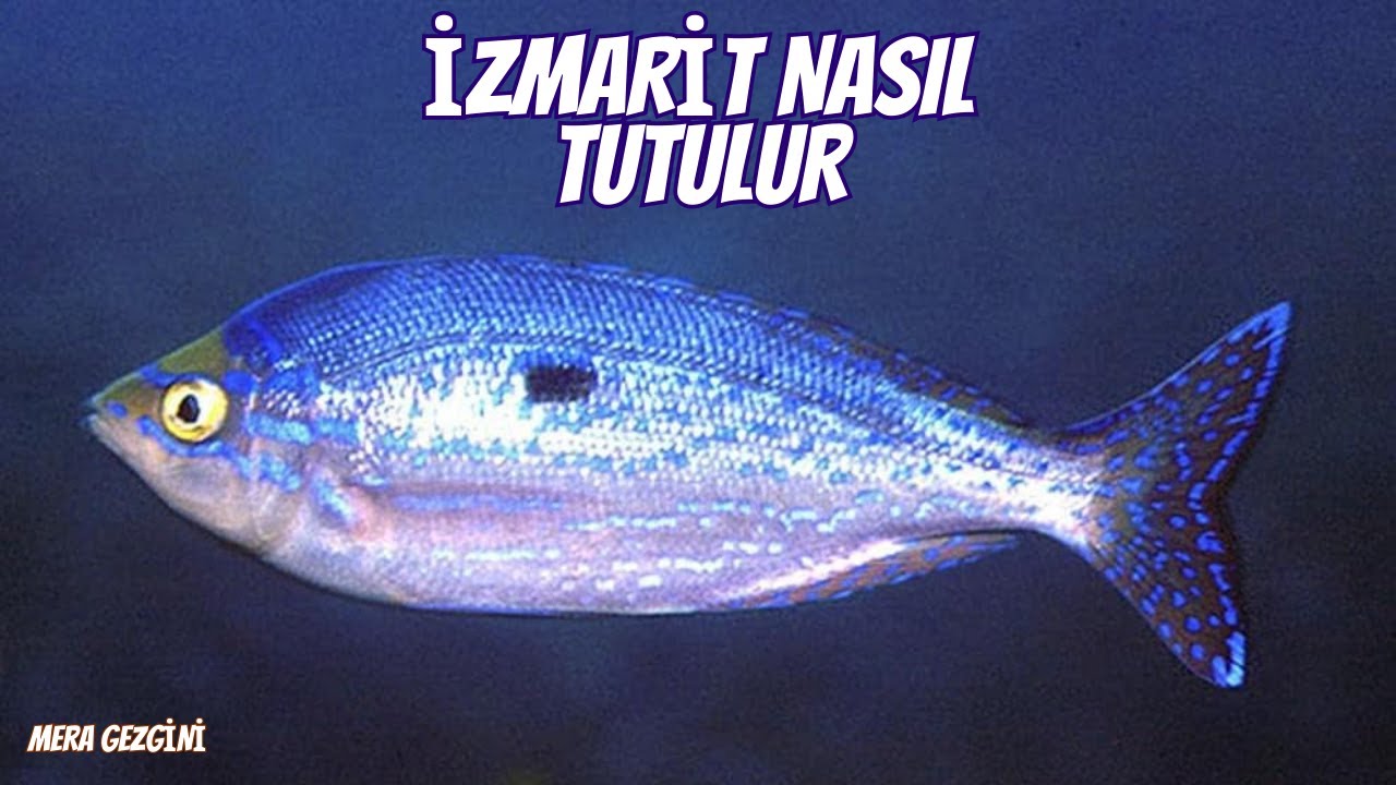LRF İZMARİT AVI !! BU MERA İSTAVRİT GİBİ İZMARİT VERİYOR !!!