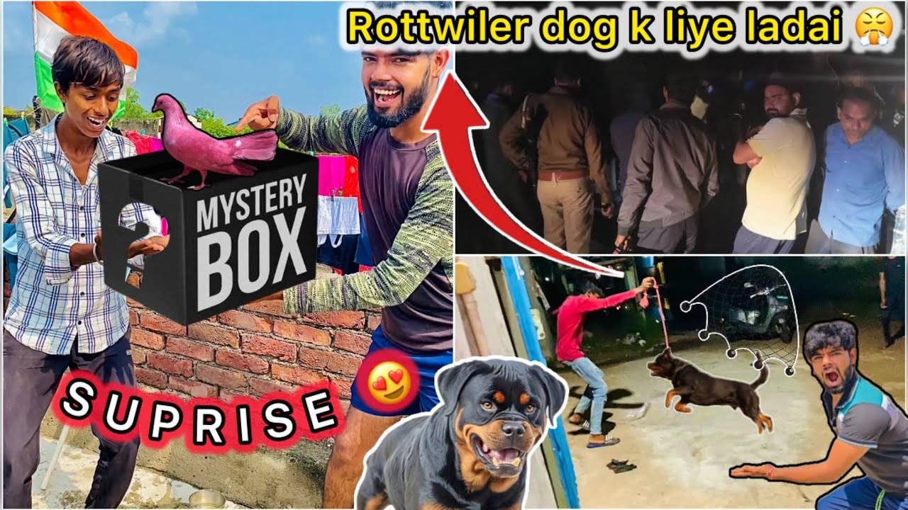 Rottweiler dog Chori karte Pakde Gaye 😮 || Golu k Setup per Pigeon Aagye 😍