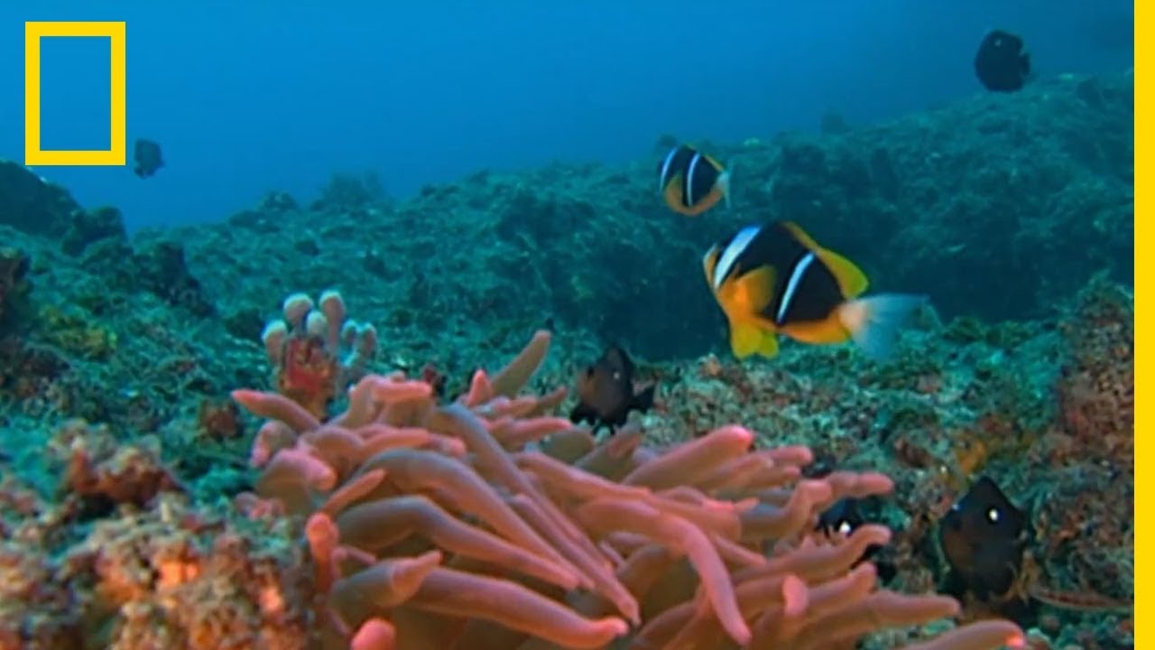Certains poissons clowns passent de m&acirc;le &agrave; femelle durant leur vie