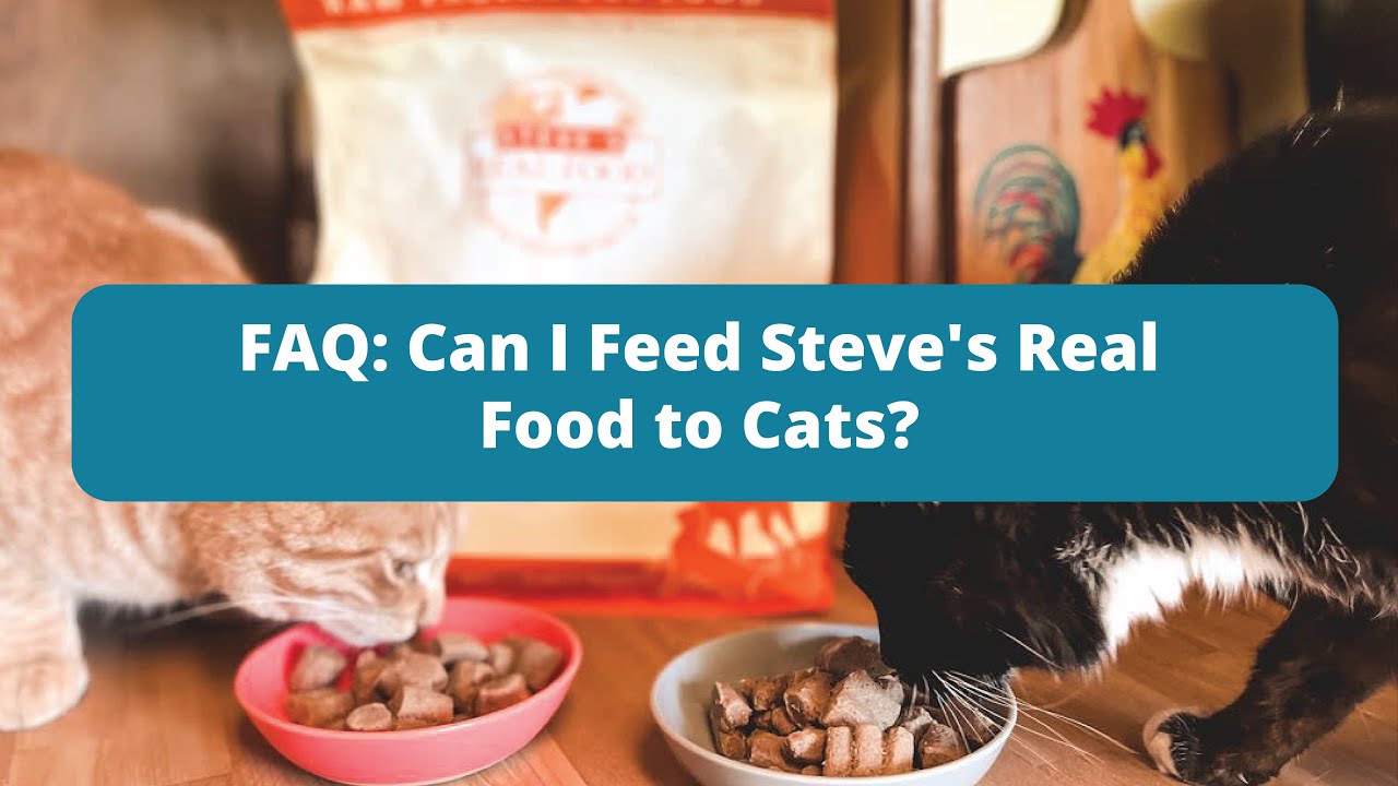 Can I Feed Steve's Real Food to Cats? - Steve's Real Food