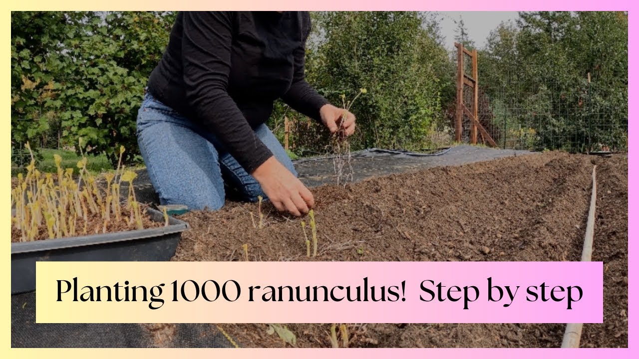 Planting 1000 Ranunculus Corms! 🌸 Step-by-Step Guide & Tips for PNW Gardeners | Zone 8b