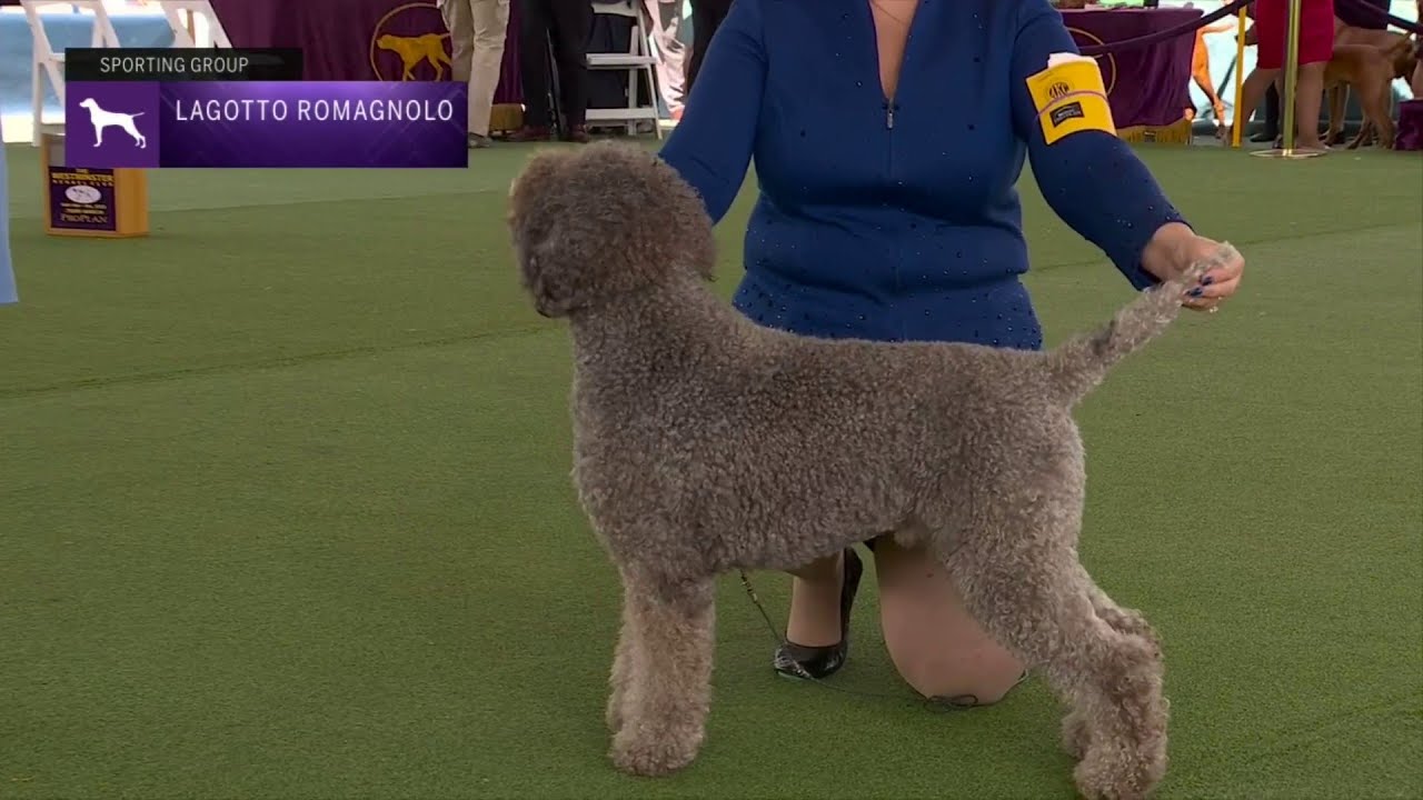 Lagotti Romagnoli | Breed Judging 2023