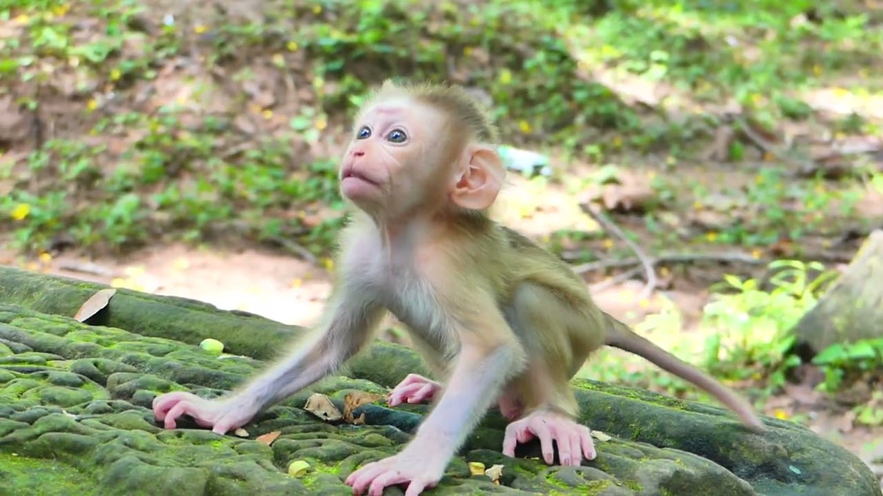 Pity monkey she look really tired coz her baby always mess around.