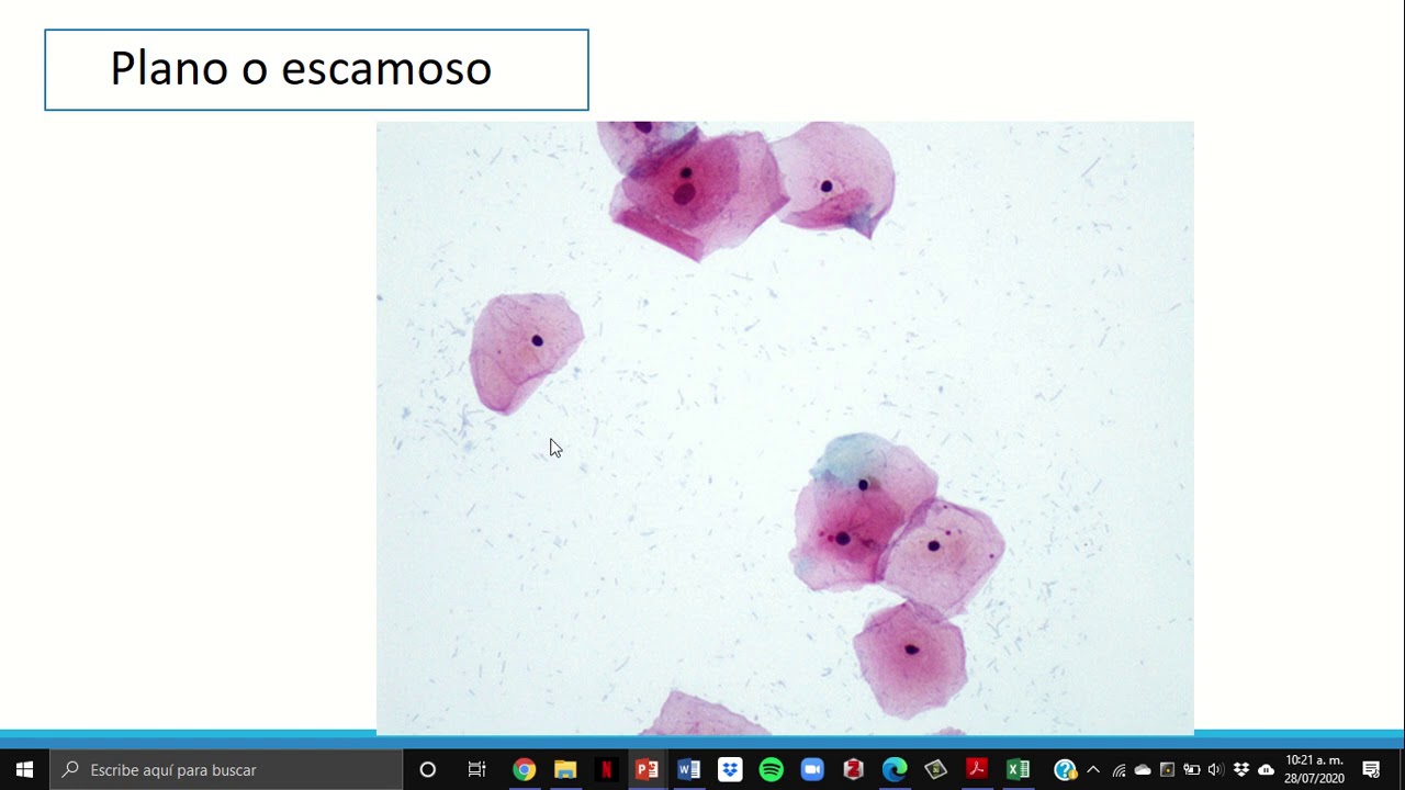 TEJIDO EPITELIAL PARTE 1