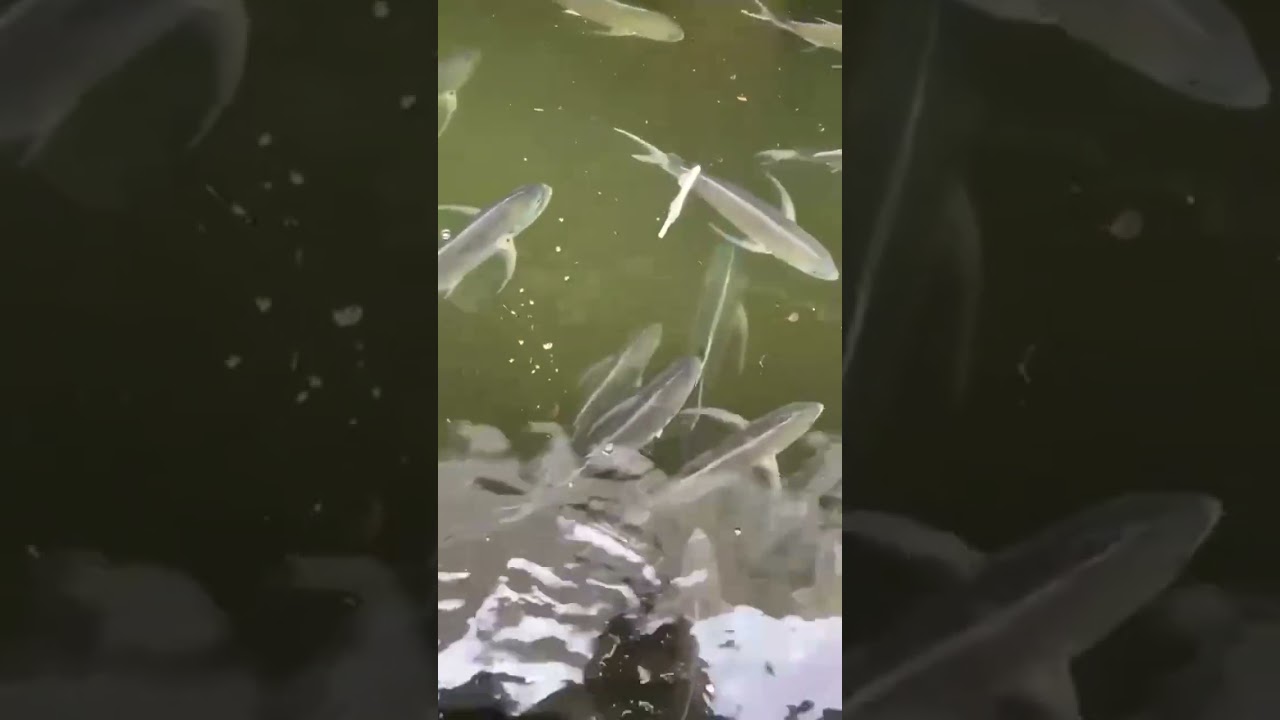 Well the water was teaming with fish Fort Lauderdale canal Tour #shorts
