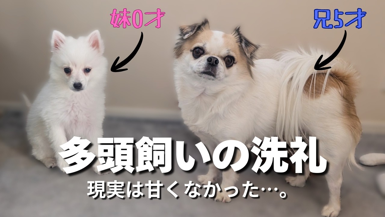 多頭飼いは甘くない？「白い怪獣」の本性を知ったデカチワワの反応…