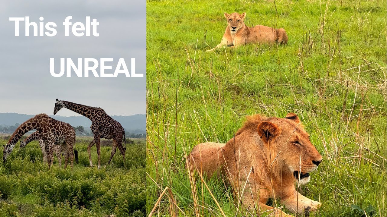 SAFARI MAGIC at MIKUMI NATIONAL PARK 🇹🇿 — All the WIDLIFE in 5 Minutes! 