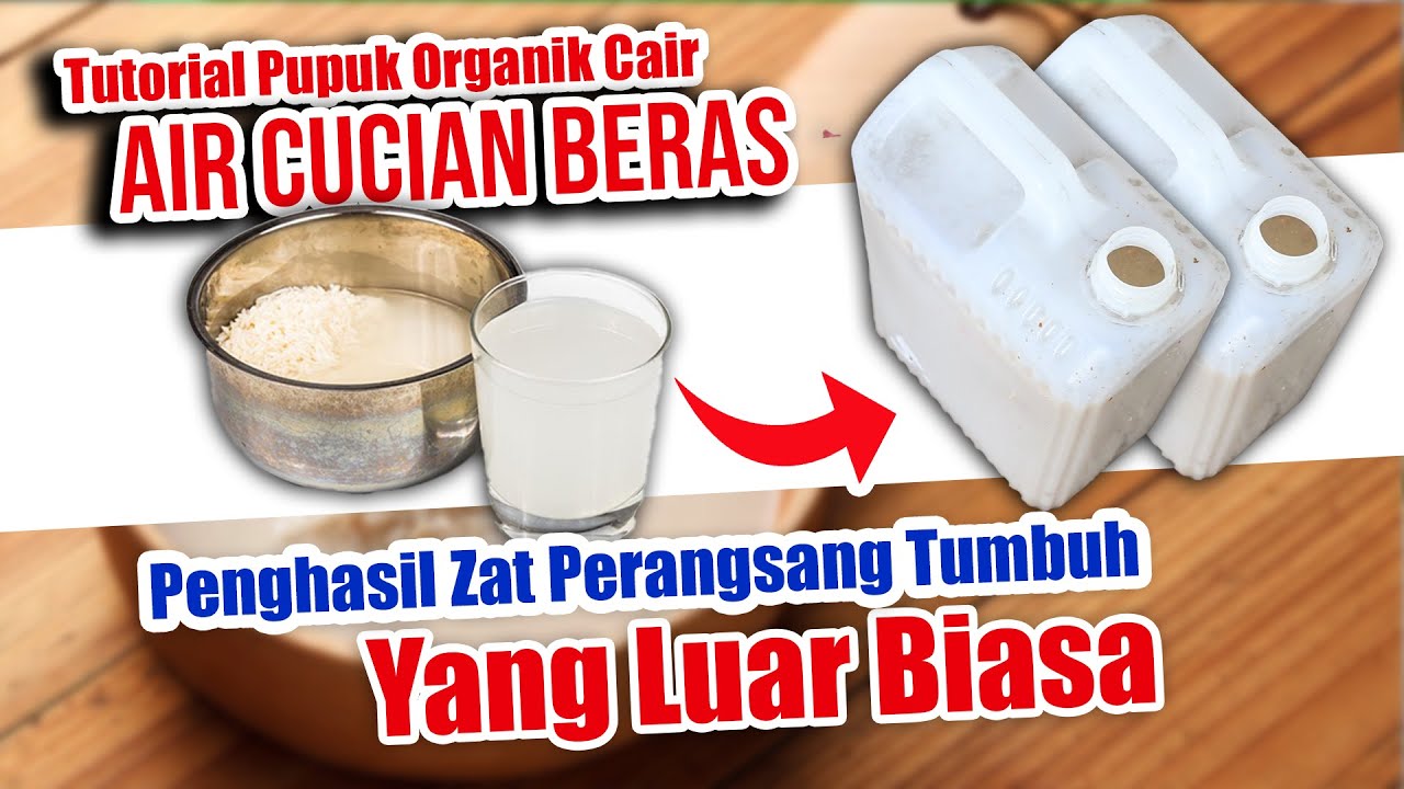 PUPUK ORGANIK CAIR DARI AIR CUCIAN BERAS.