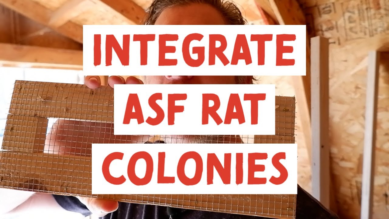 Can you integrate new ASF rats into established colonies - I tried it and succeeded but how?