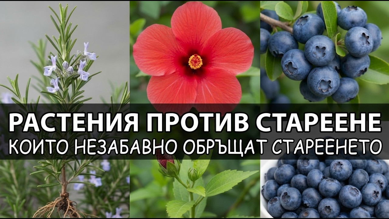 11 Растения Против Стареене, Които Незабавно Обръщат Стареенето