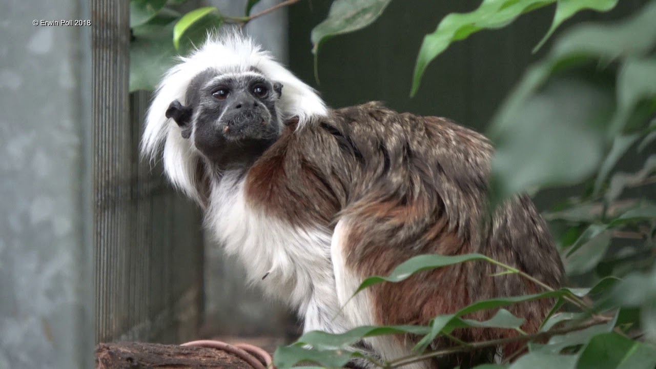 Landgoed Hoenderdaell Dierenpark Anna Paulowna Holland 2017