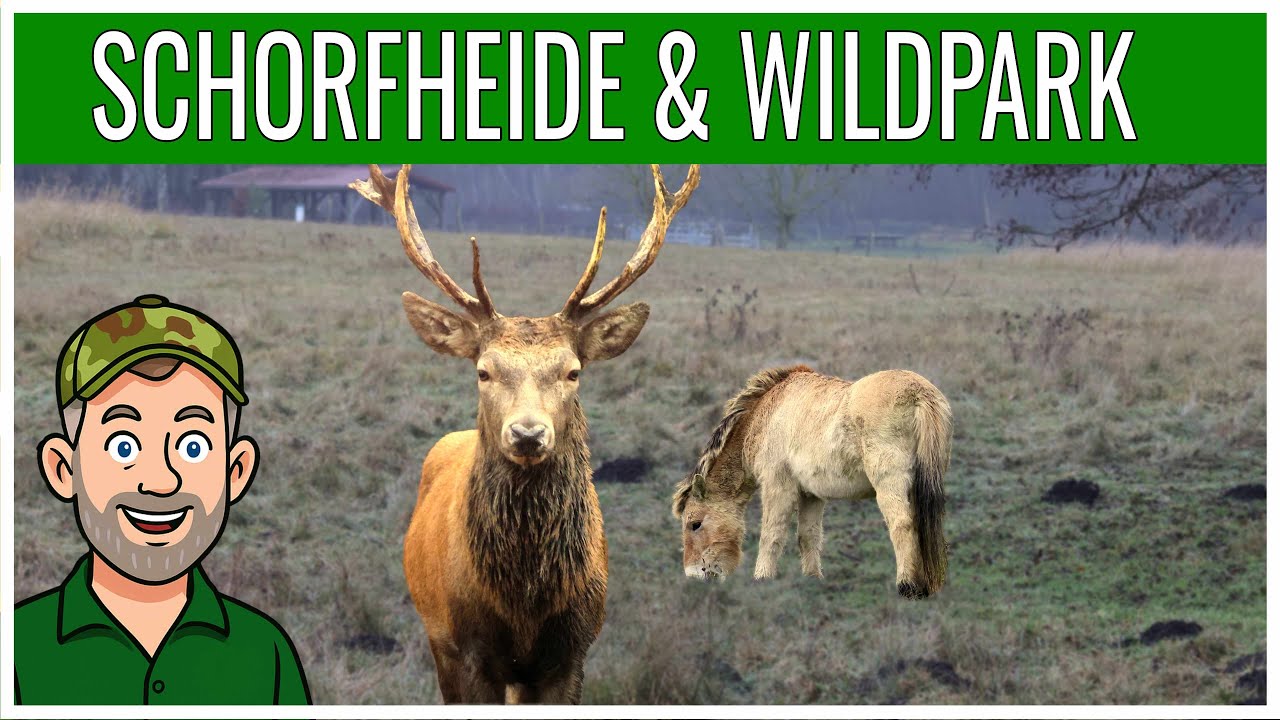 Schorfheide & Wildpark – Natur und Geschichte erleben