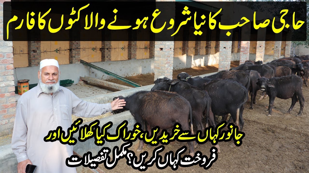 Newly Started Katta Farm | How to Start Katta Farming in Pakistan | Meat Business