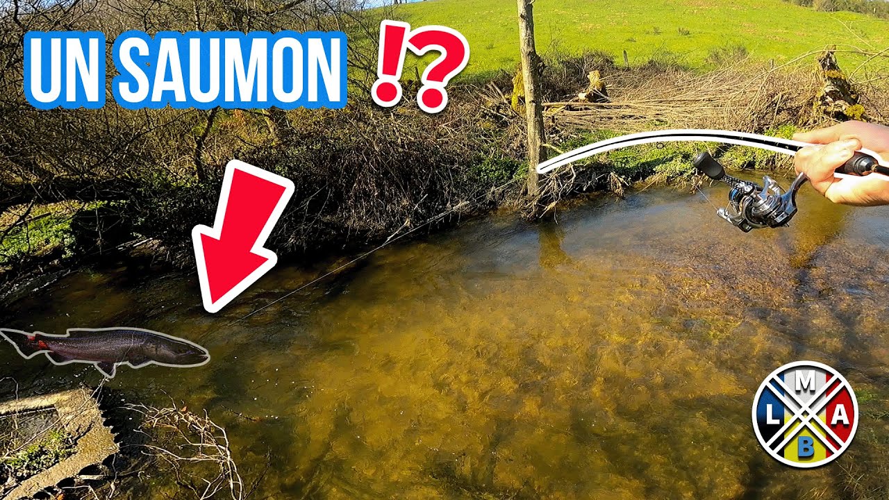 Je ne pensais jamais pêcher ce poisson en RUISSEAU !!!