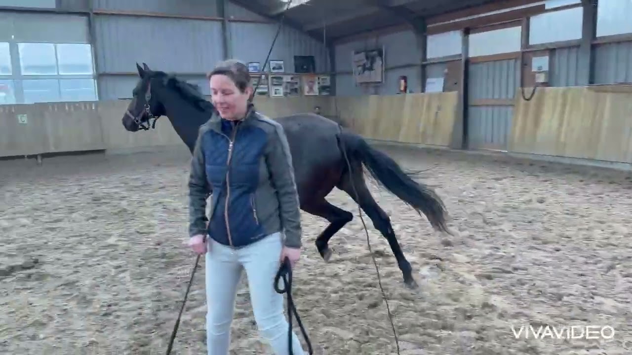 For sale: 2 yo Stallion by McLaren 