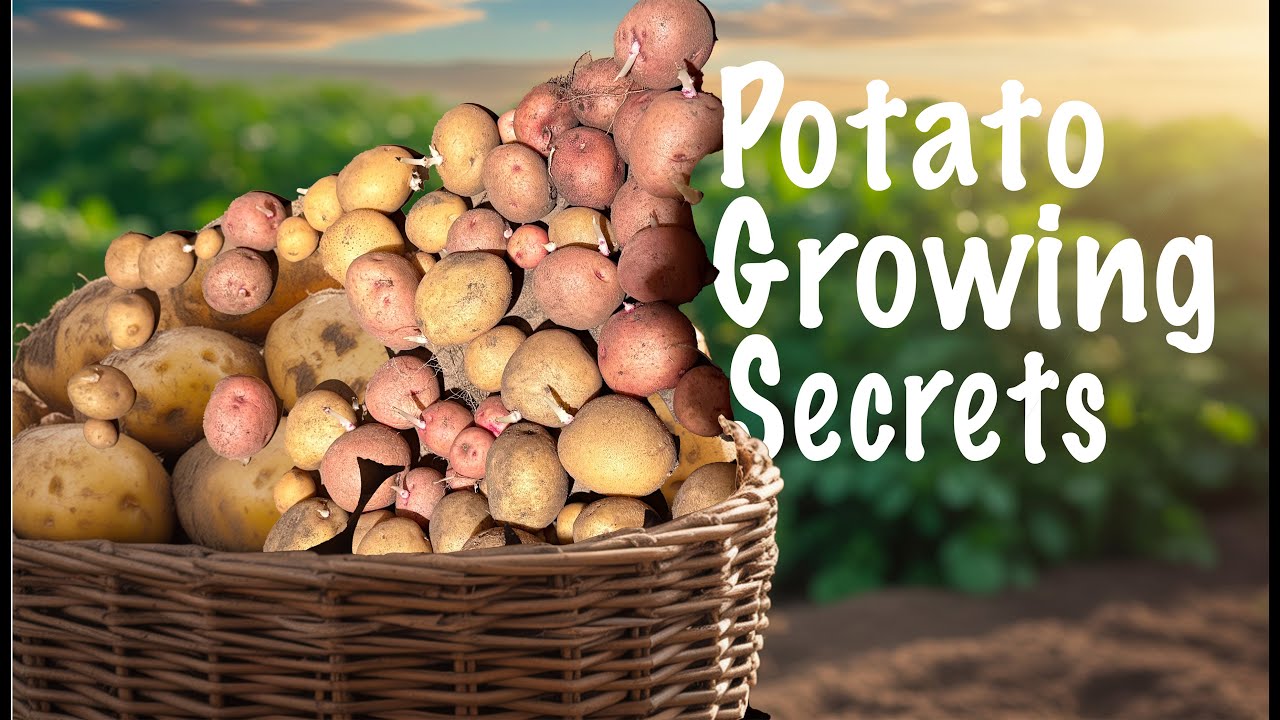 Trying Different Potato Growing Methods: What we learned this season
