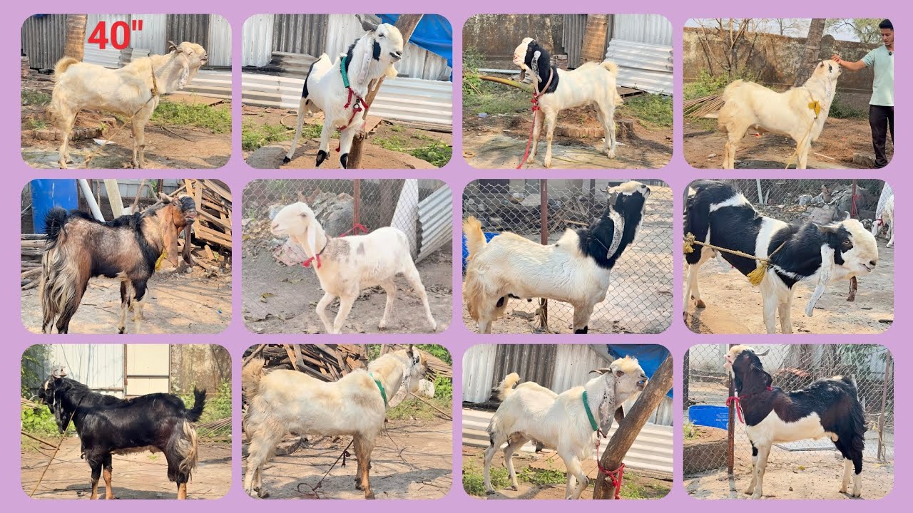 𝐐𝐔𝐀𝐋𝐈𝐓𝐘 𝐖𝐀𝐋𝐄 𝐊𝐎𝐓𝐀 𝐄𝐊 𝐒𝐄 𝐁𝐀𝐃𝐊𝐄 𝐄𝐊 𝐖𝐎 𝐁𝐇𝐈 𝐅𝐀𝐑𝐌 𝐒𝐄𝐓 𝐅𝐎𝐑 𝐒𝐀𝐋𝐄 𝐓𝐀𝐈𝐅 𝐆𝐎𝐀𝐓 𝐘𝐀𝐑𝐃 𝐃𝐎 𝐕𝐈𝐒𝐈𝐓 𝐀𝐍𝐃 𝐌𝐄𝐄𝐓 𝐌𝐑 𝐓𝐀𝐈𝐅..