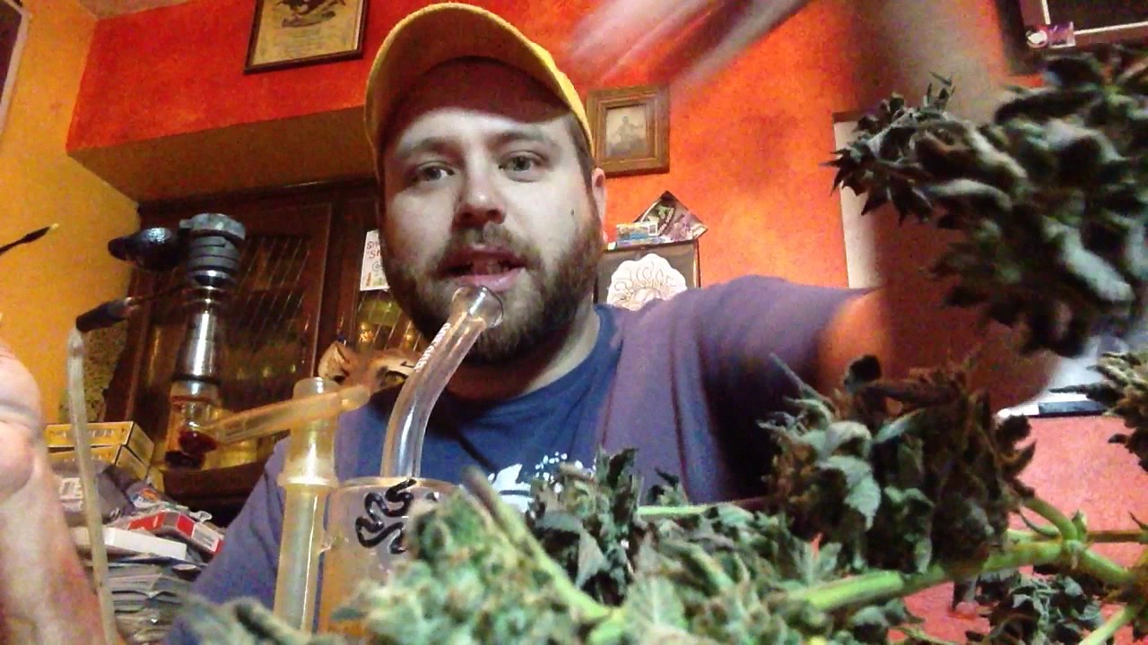 Radical Weed Reviews - Free Market Oil (Cowlitz County Indica)